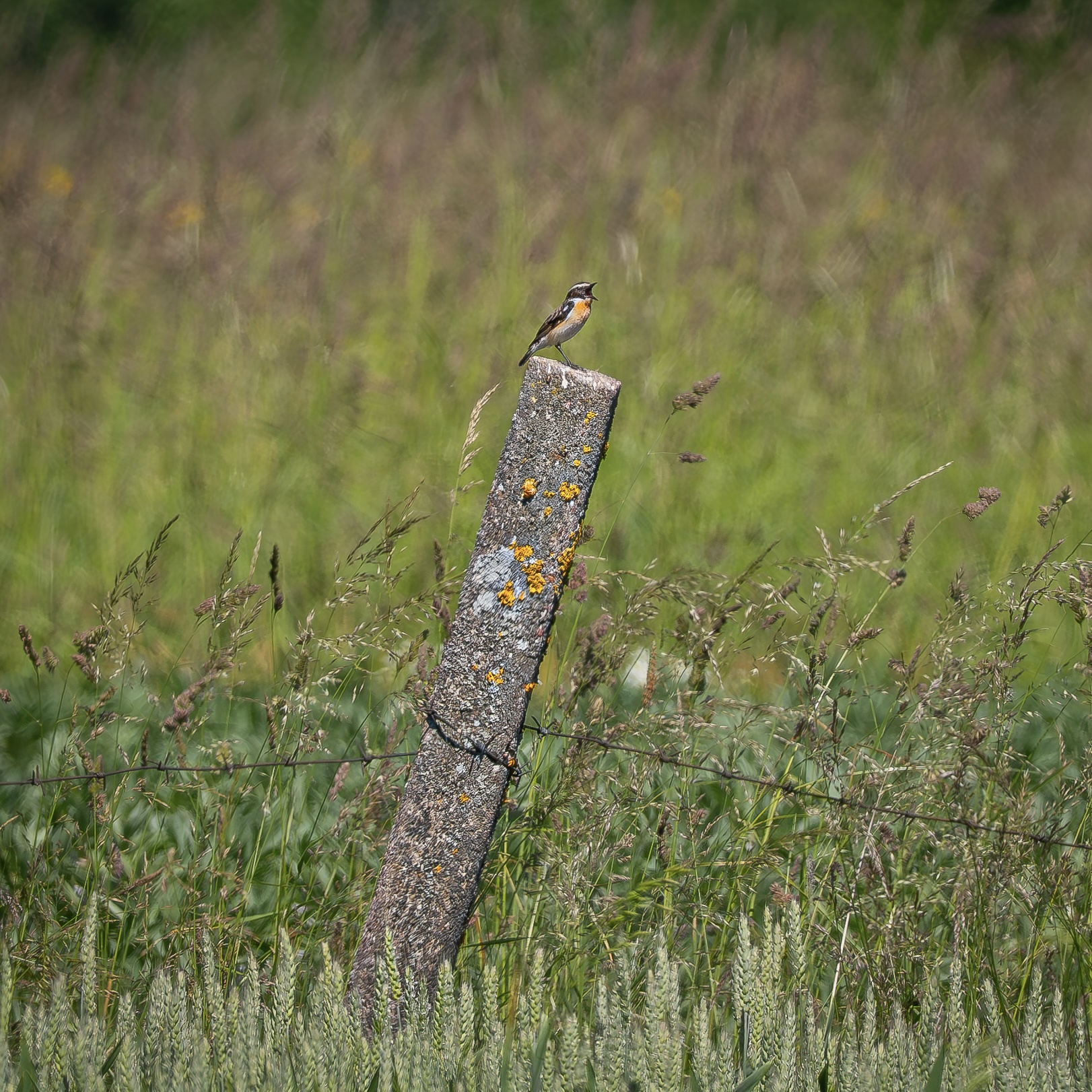 P6203742